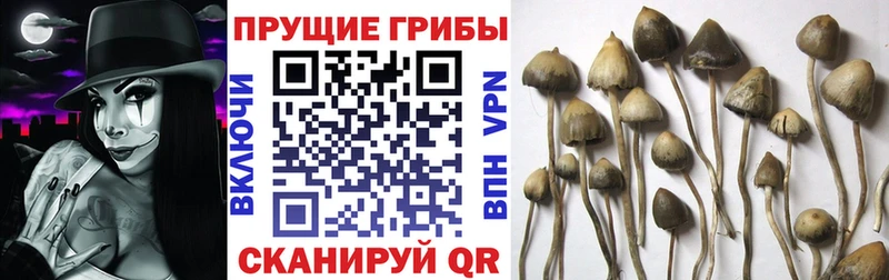 Купить закладки Бабушкин Галлюциногенные грибы MAGIC MUSHROOMS